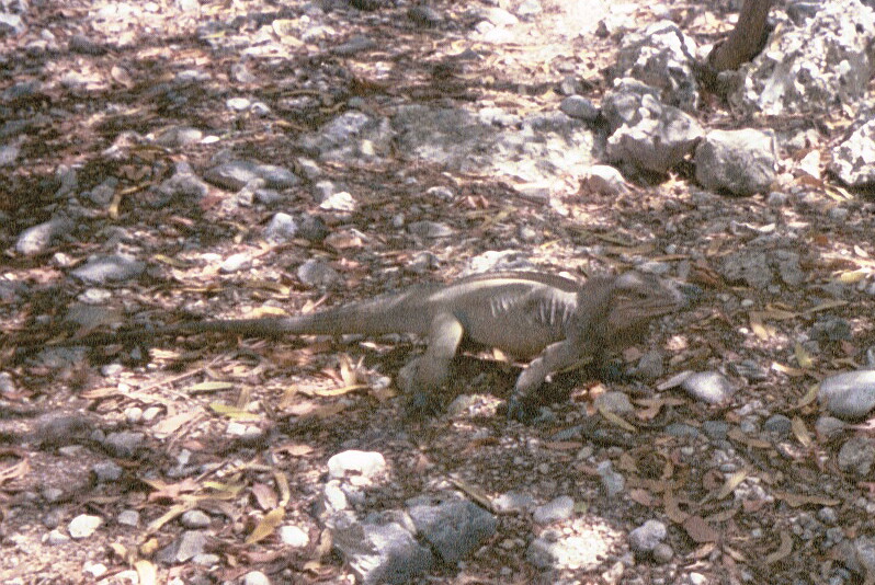 More Iguana