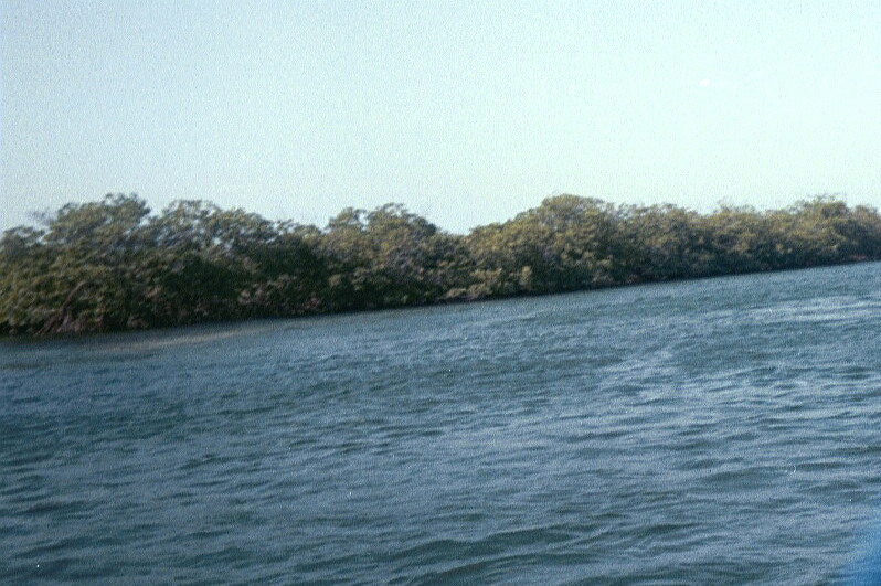 Salt-water mangroves