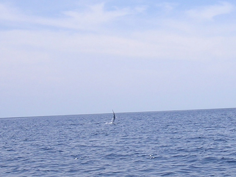 Marlin rayado 100 lbs, August 27, 2007