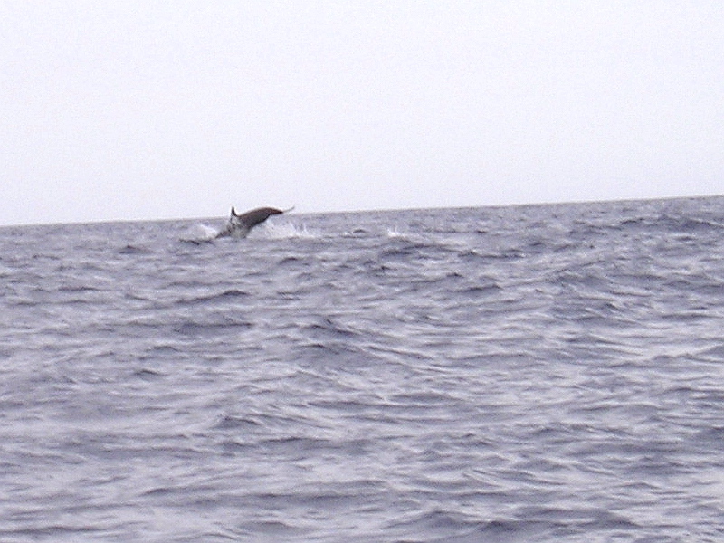 Porpoises, Sea of Cortez, August 29, 2007