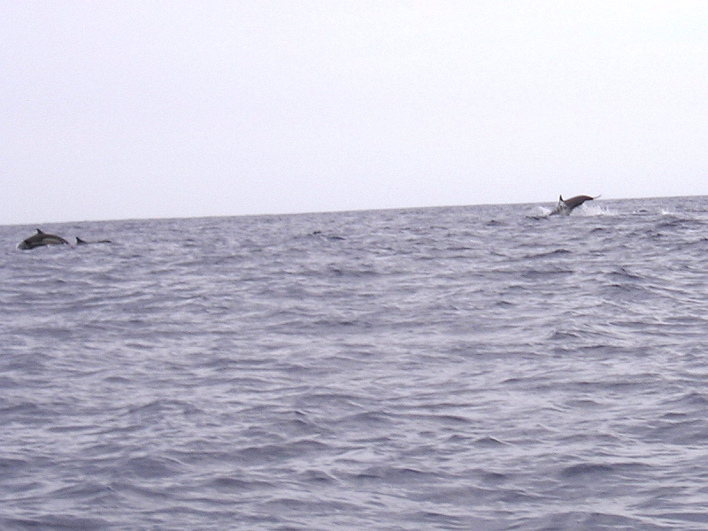 Porpoises, Sea of Cortez, August 29, 2007