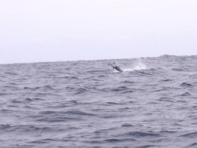 Marlin azul, Sea of Cortez, August 29, 2007