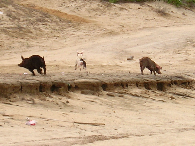Pinto y los cerdos, August 30, 2007