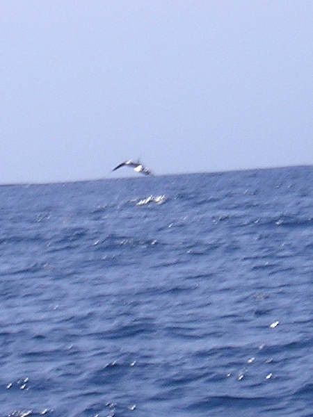 Marlin rayado, August 31, 2007