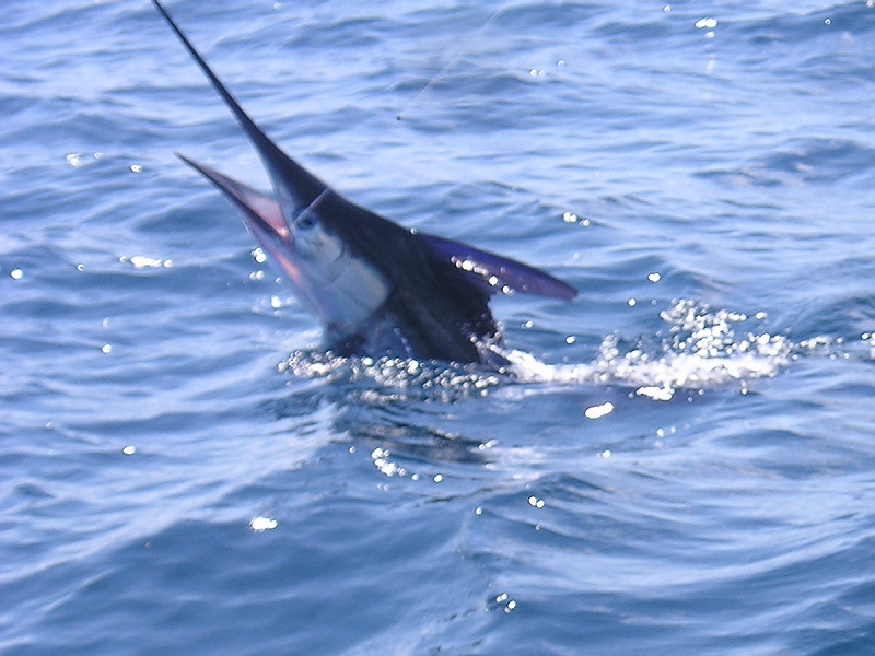 Marlin rayado, August 31, 2007