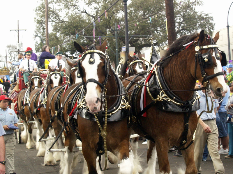 02/05/08 -- Budweiser Clydesdales