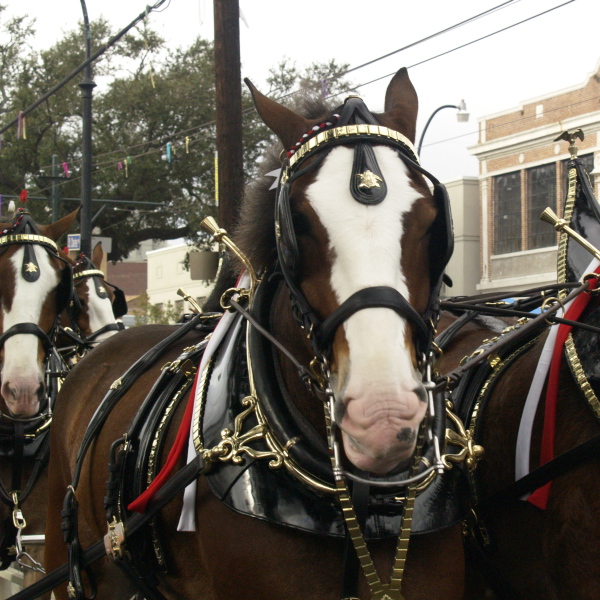 02/05/08 -- Budweiser Clydesdales