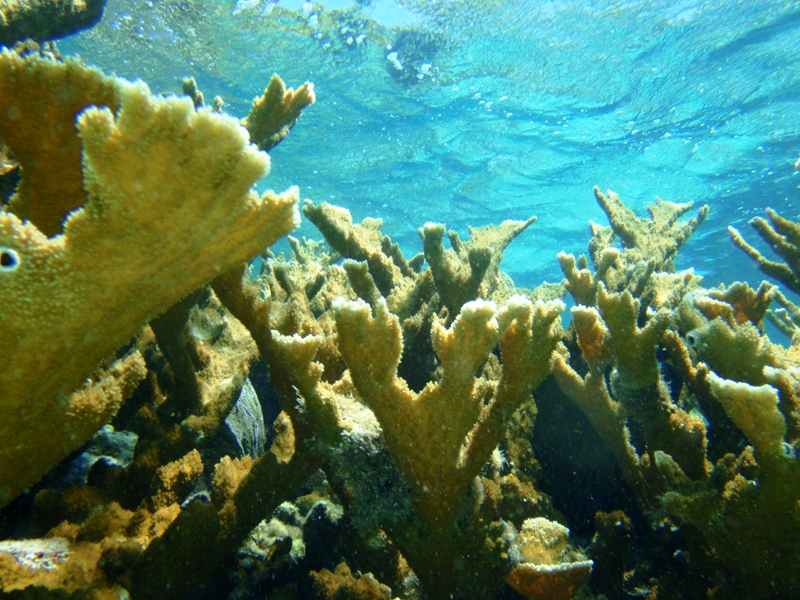Elkhorn coral,  Hol Chan Marine Reserve, February 25, 2011