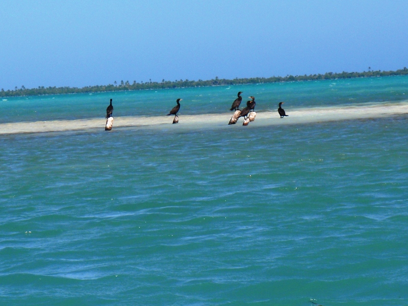 Loons on the flats, Caye Caulker, February 22, 2011