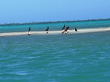 Loons on the flats, Caye Caulker, February 22, 2011
