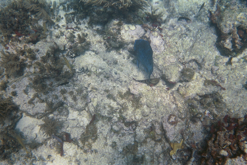 Blue parrotfish & harlequin bass, Hen & Chickens Reef, 07/18/04