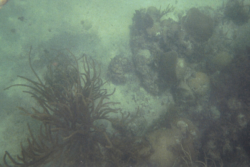 Searods & corals, Alligator Reef, 07/18/04