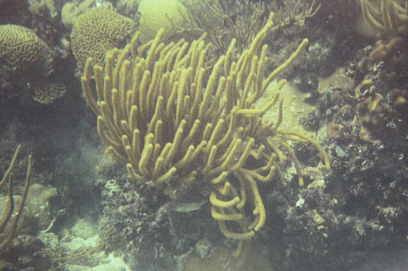 Searods, brain coral & damselfish, Alligator Reef, 07/18/04