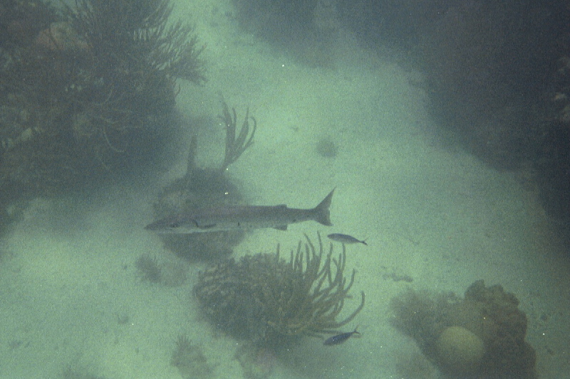 Great barracuda & jackfish, Alligator Reef, 07/18/04