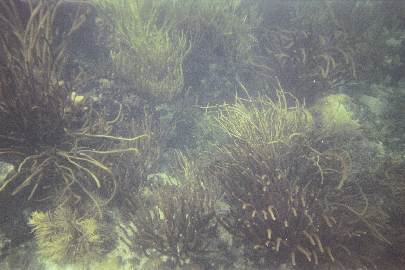 Searods, seafans & sponges, Alligator Reef, 07/18/04