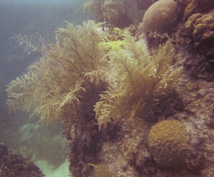 Seafans & brain corals, Hen & Chickens Reef, 07/19/04