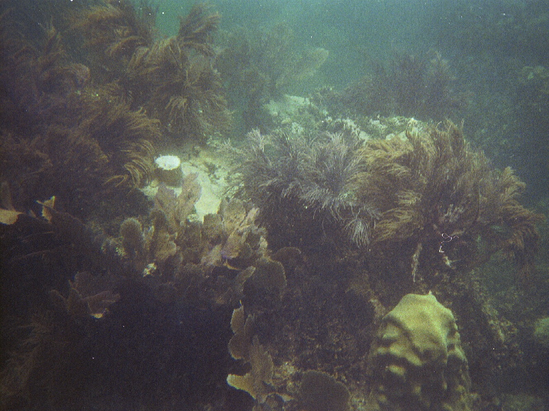 Searods & elkhorn corals, Hen & Chickens Reef, 07/19/04