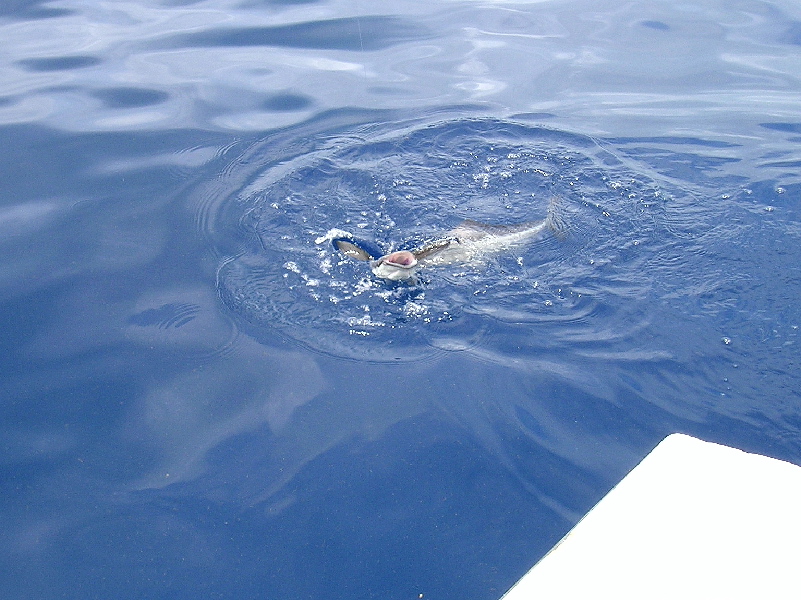 Shovelhead Shark, Eagle Wreck, 07/21/04