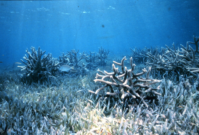 Staghorn Coral in Seagrass
